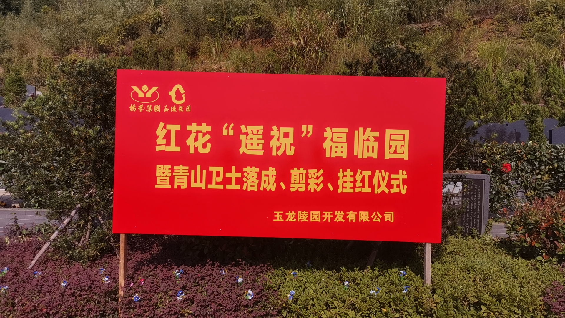 红花传爱意，情满玉龙园！